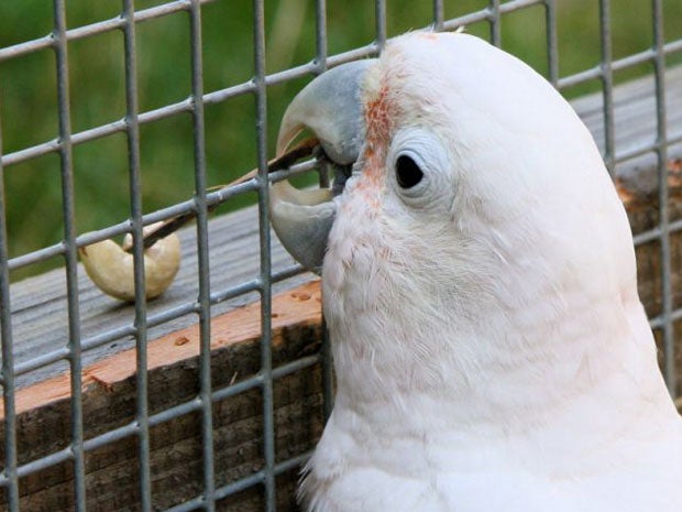 Austrian animal behaviour experts noticed that Figaro was more than just a pretty boy while observing him playing with a small stone