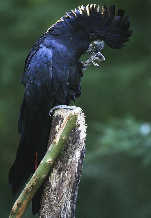 The cockatoo is proving to be a more intelligent bird than first thought
