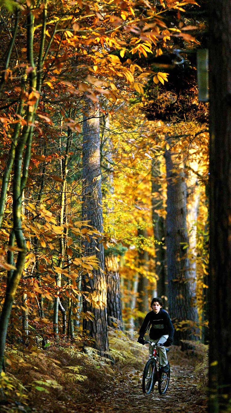 Turning over the leaves of fable: woods near Hartley Wintney, Hampshire