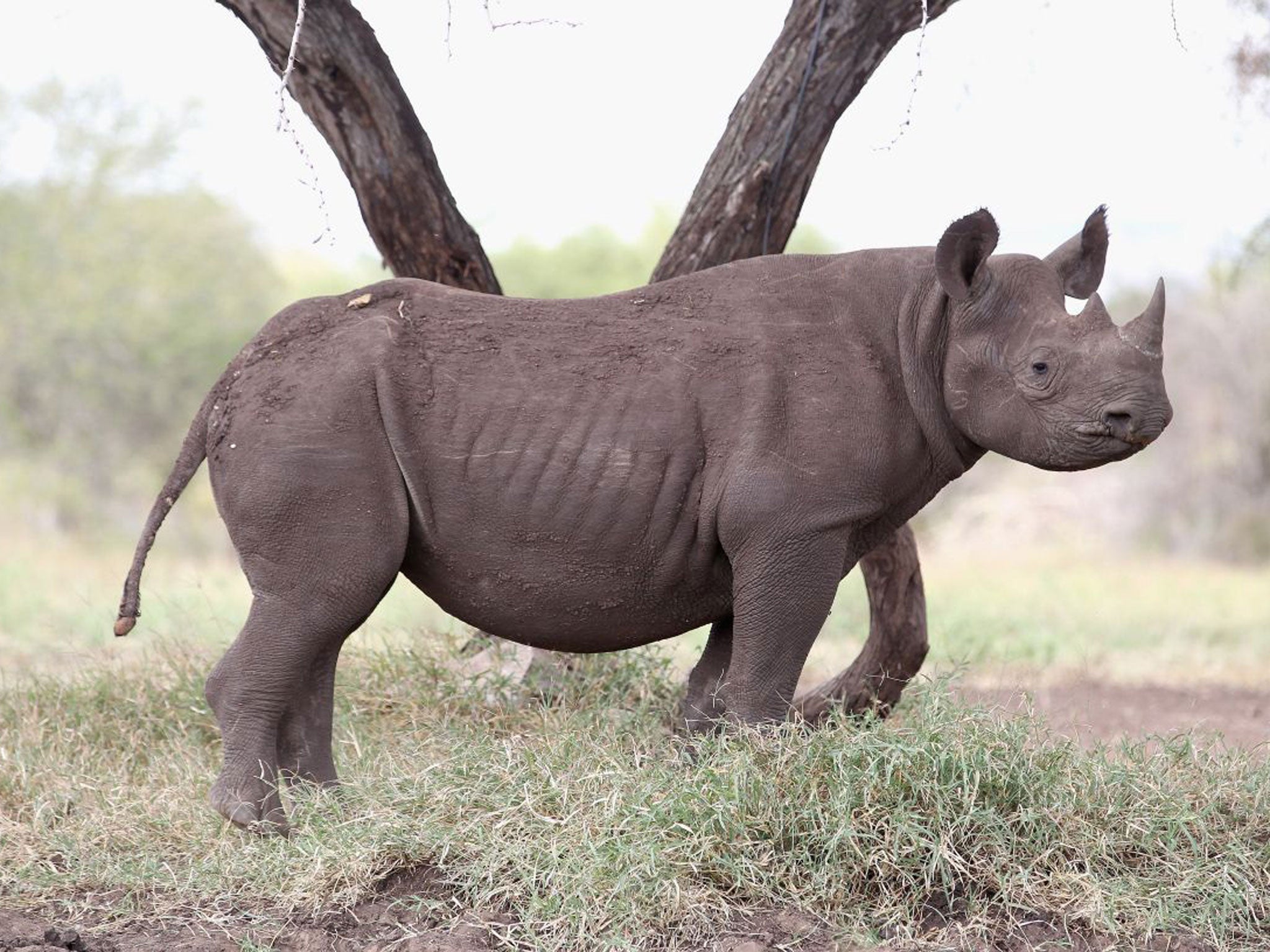 The insatiable demand for horns has sparked the worst recorded year of rhino poaching in South Africa in decades