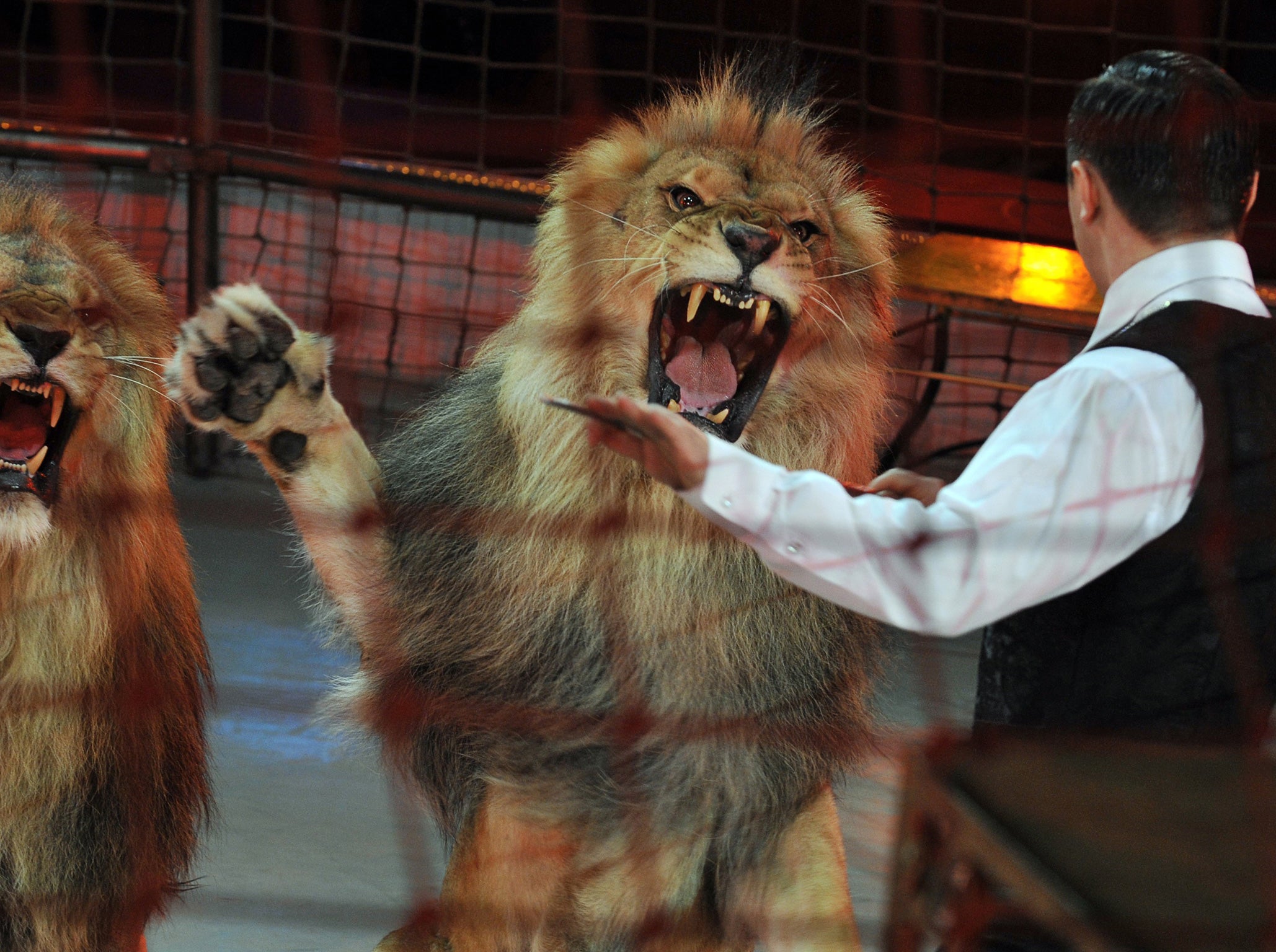 Ukrainian lion tamer Vladislav Goncharov, at a circus
in Budapest