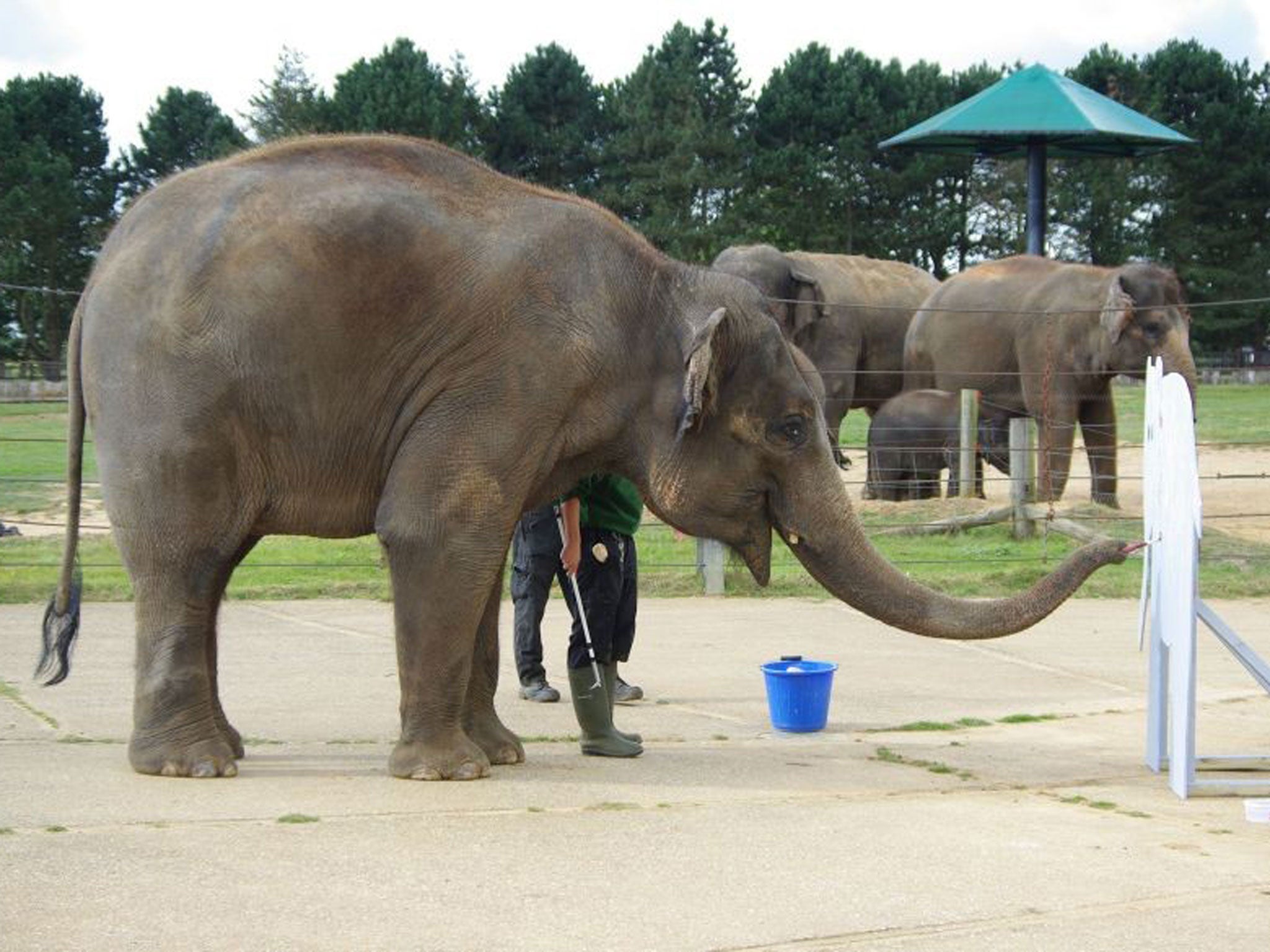 Karishma, who lives at Whipsnade Zoo near Dunstable in Bedfordshire, which is being trumpeted as a pachyderm Picasso, with her latest masterpiece going under the hammer at online auction site eBay.