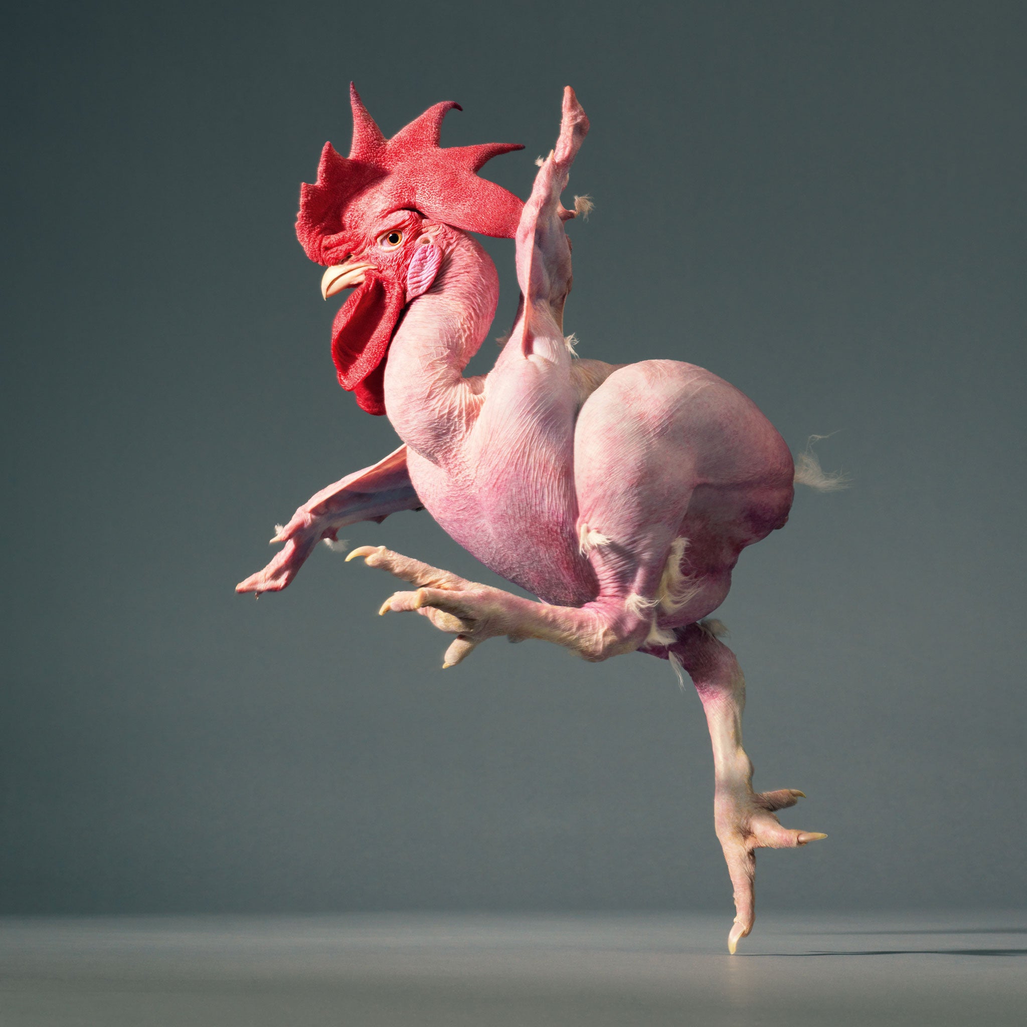 Running chicken, Tim Flach: More Than Human 2012