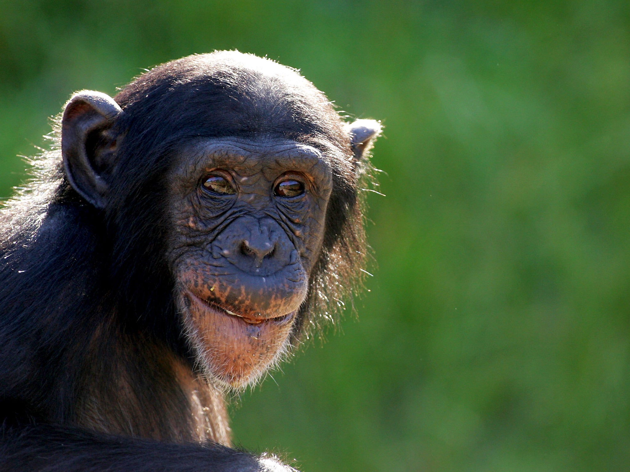 Looking glum? This young chimp faces the same emotional slump in middle age as humans