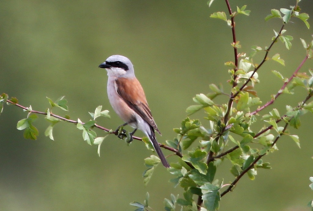 An adult male Red Backed Shrike rests on a branch at Lake Farm Country Park on July 21, 2012 in Hayes, England.