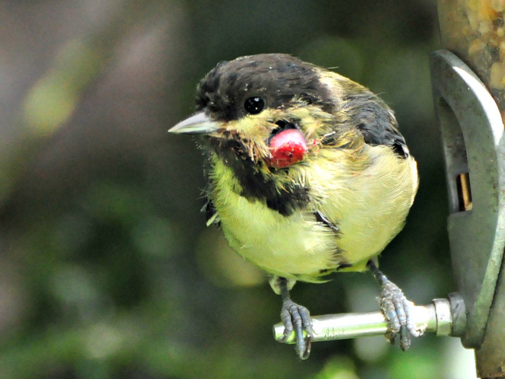 Avian pox produces warts and stops great tits feeding properly