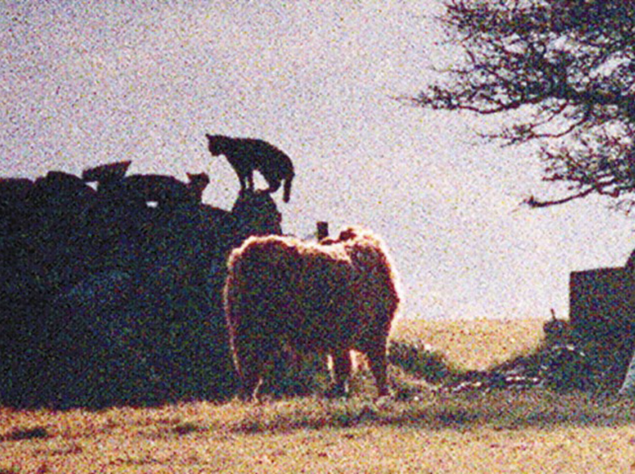 Beast of Bodmin</br>
We love a big cat (see also the Surrey Puma) but none more than that stalking Bodmin. Proof eludes those who seek it, but dumb sheep across Cornwall remain fearful.