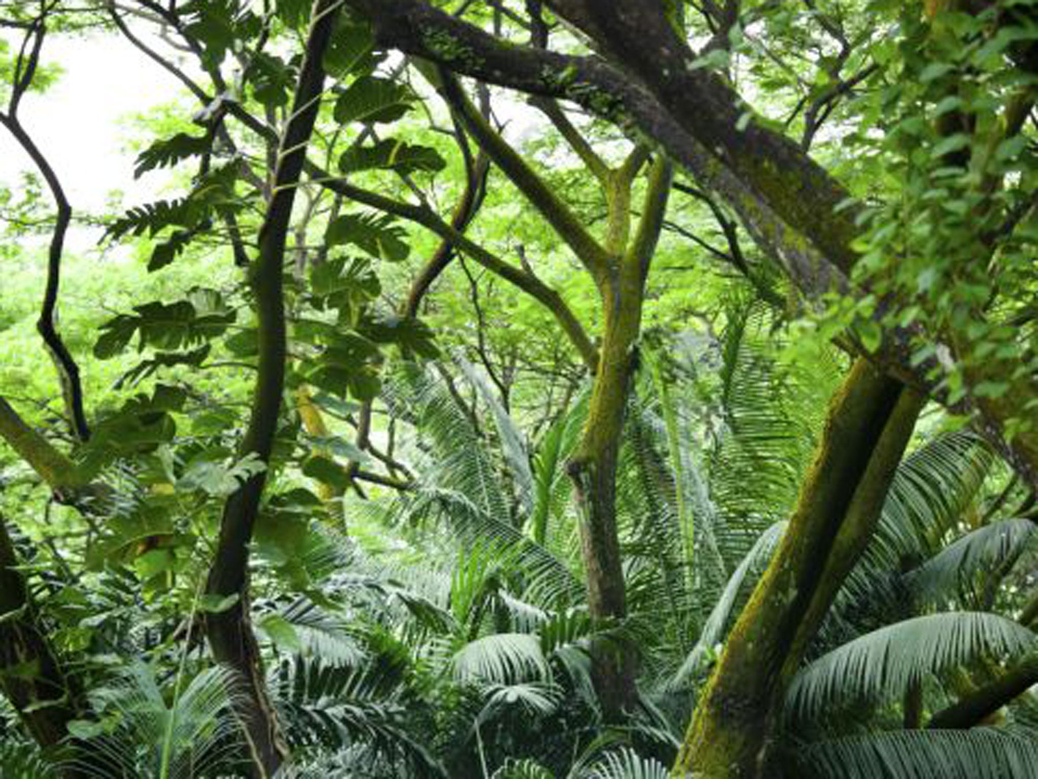 Away from the Caribbean island’s white-sand beaches is an adventure playground of volcanic mountains and dense tropical rainforests