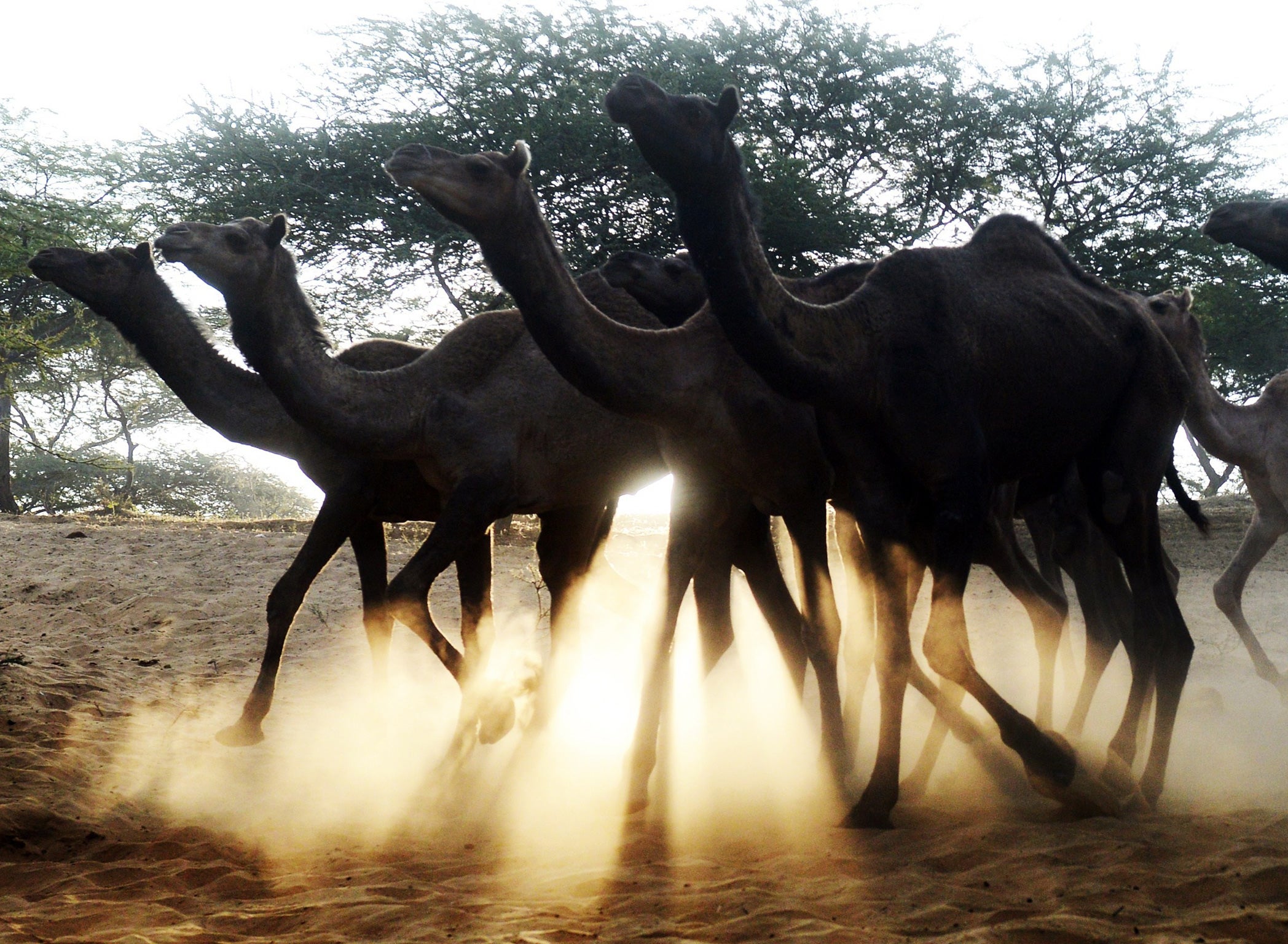 Stuart Oates is selling a herd of camels at his farm near Helston.