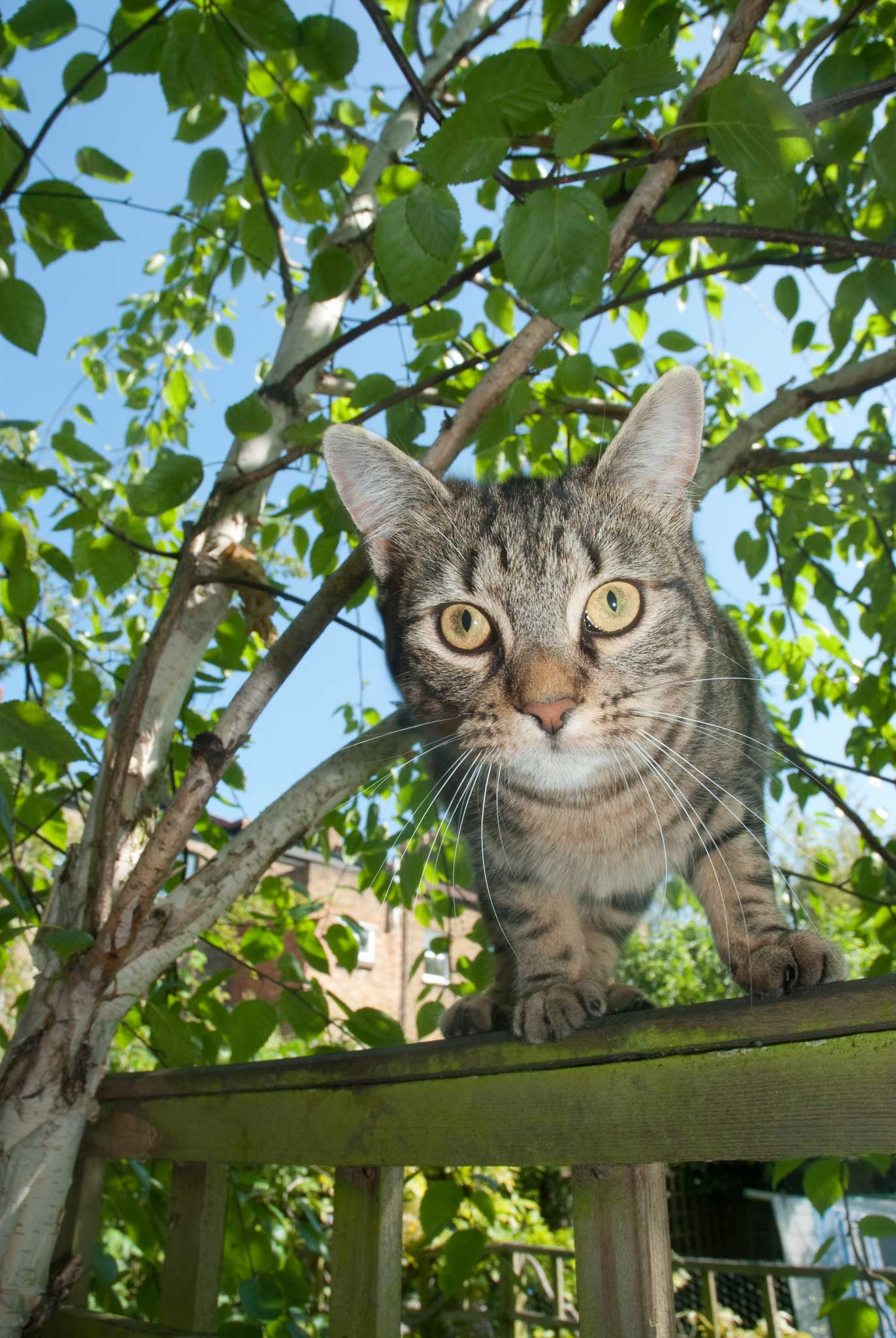 Town gardeners tend to dislike the local moggy tramping through their patch