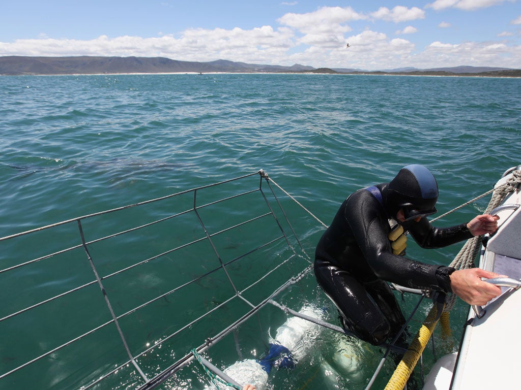 Close encounter: A diver enters a cage to swim near great white sharks ... if there are any around