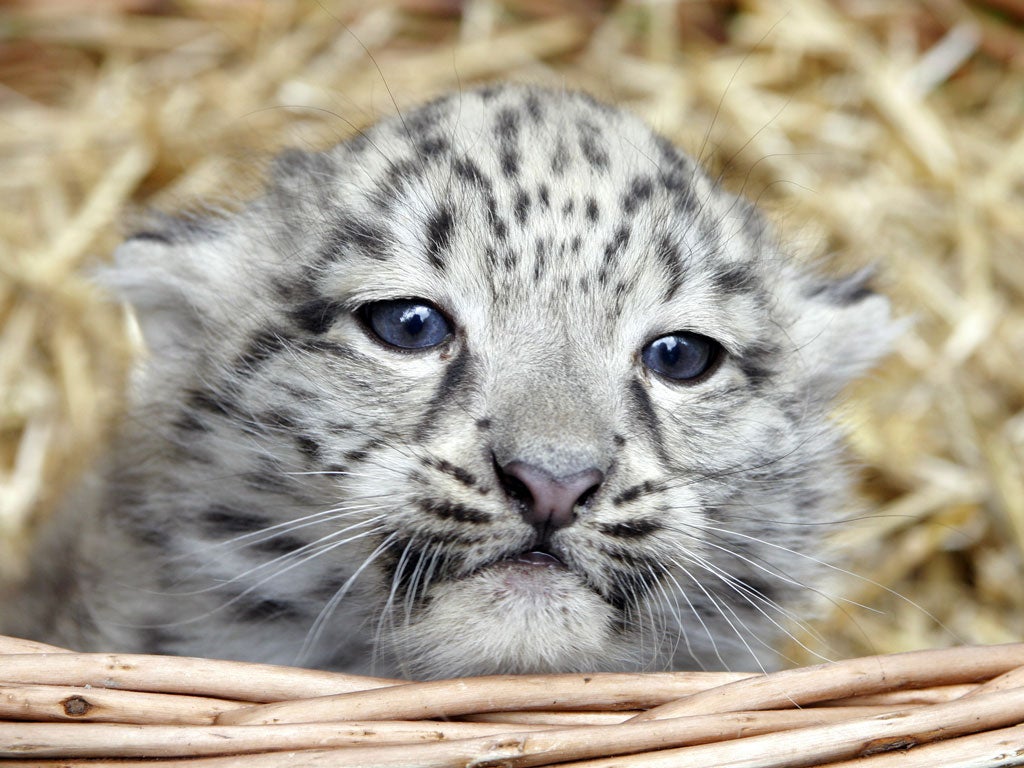 Snow leopards: enjoying a revival in the lead-up Christmas