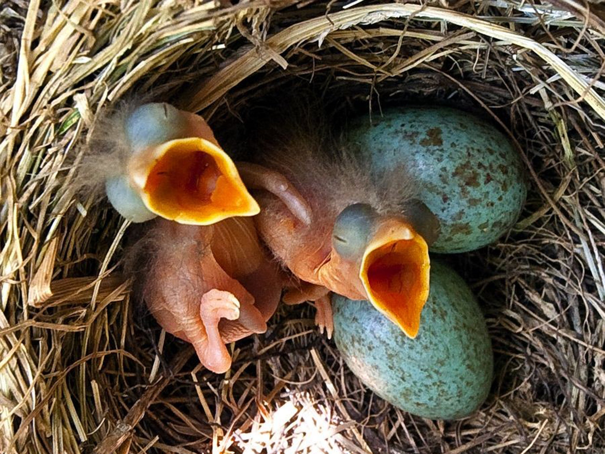 What it’s like to be a bird: One day old chicks of a song thrush