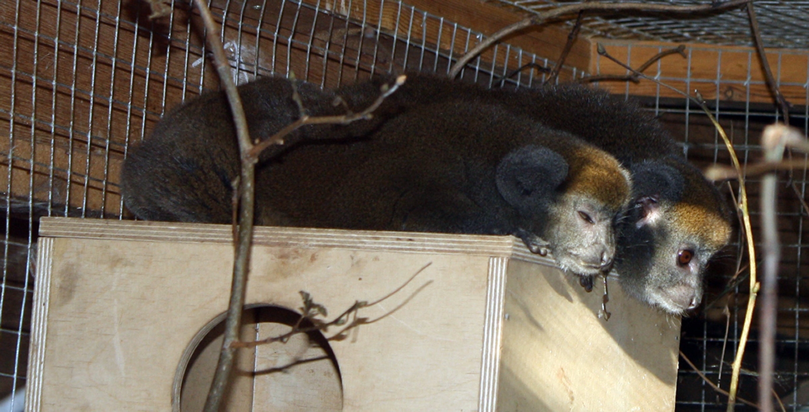 A lemur named after the fictional character Christian Grey from the best selling book Fifty Shades of Grey. Bristol Zoo Gardens said it was "love at first sight" when they introduced Mrs Grey to Mr Grey last week.