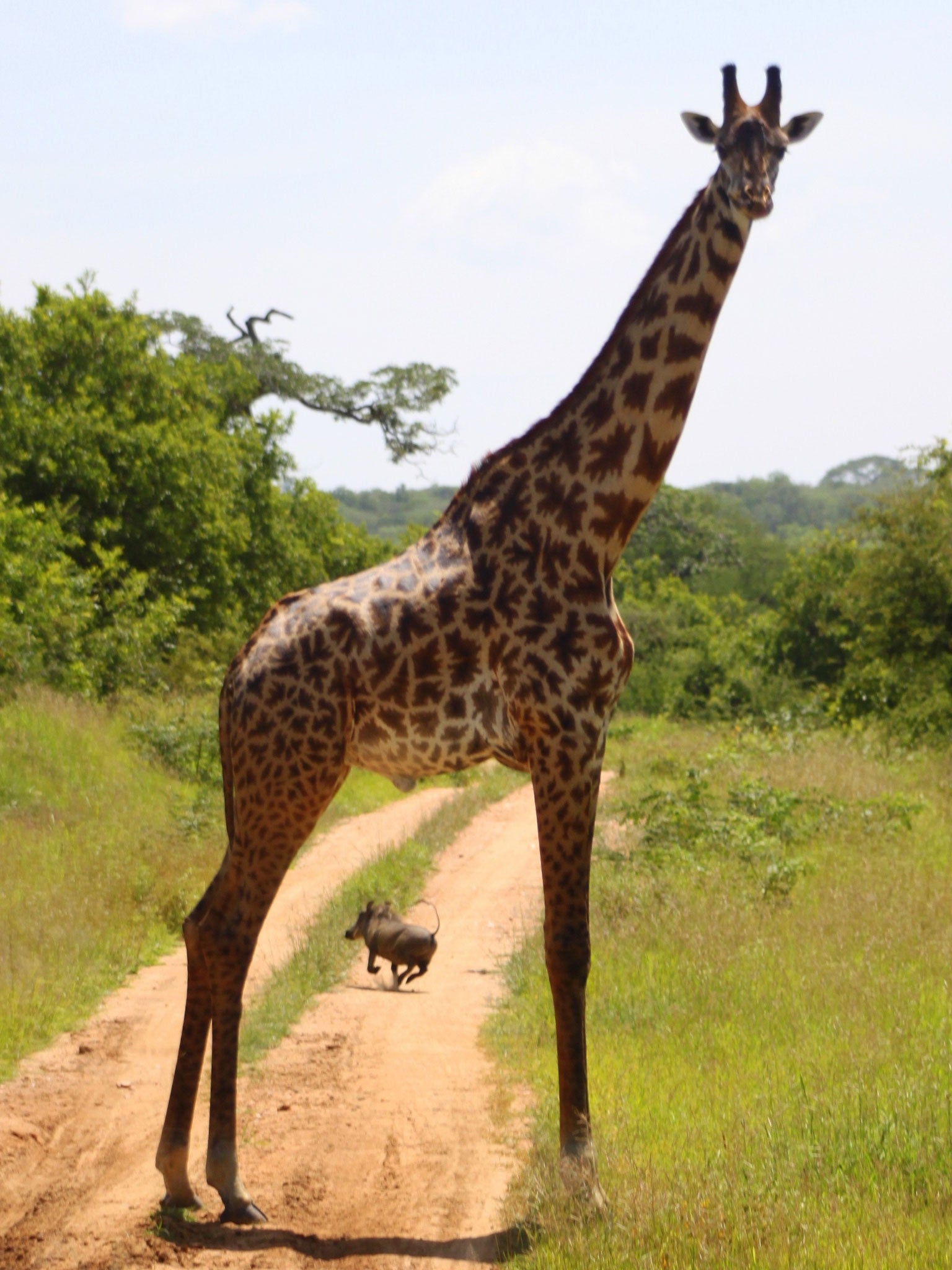 A giraffe in Tanzania