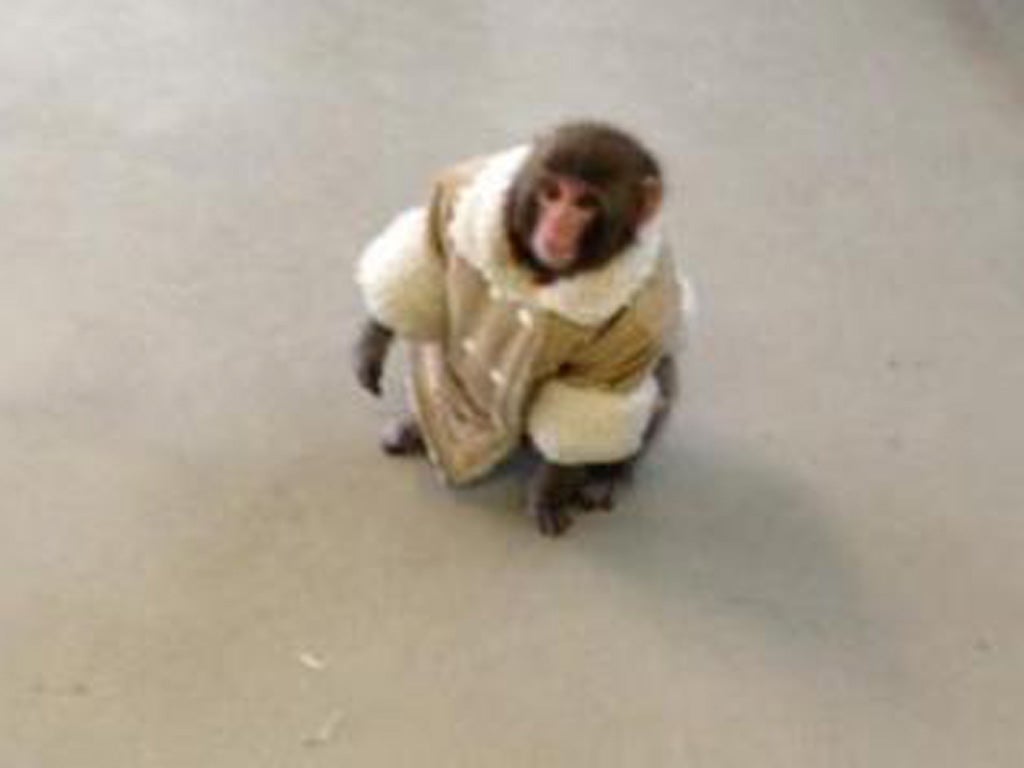 The small monkey was found wandering around in Ikea