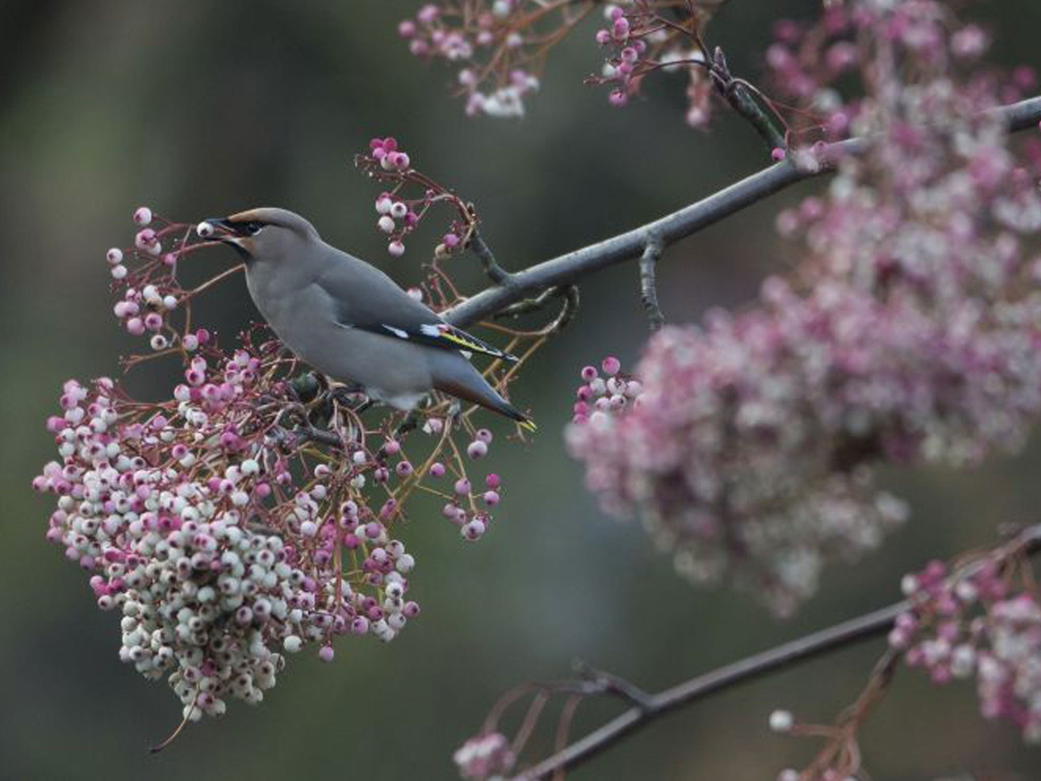 Waxwings are regular winter visitors to Britain and Ireland