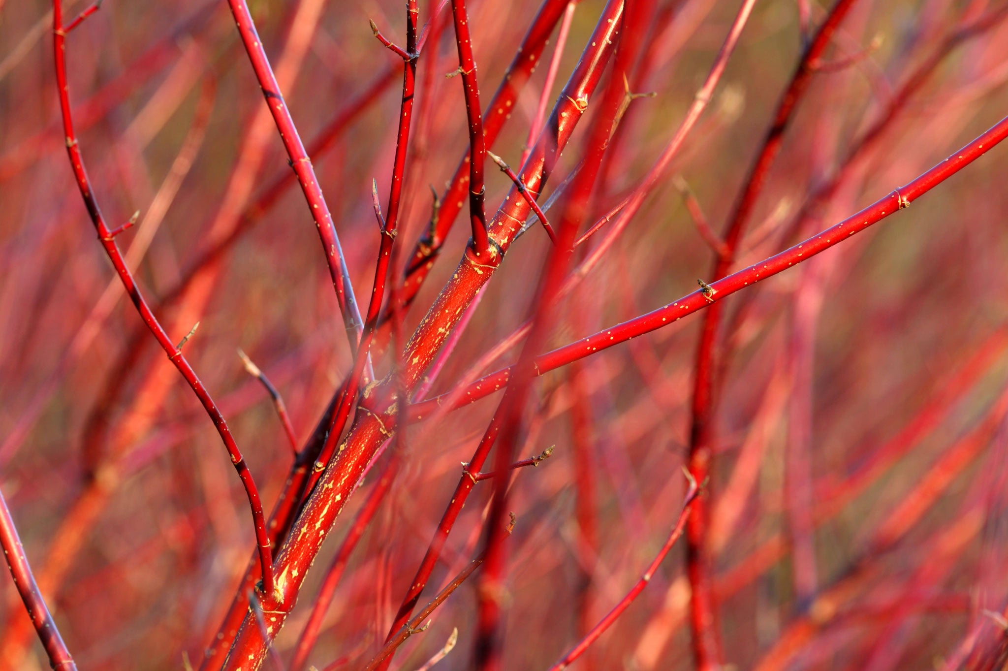 Variegated dogwood is just one of the Christmas decorations the garden can provide