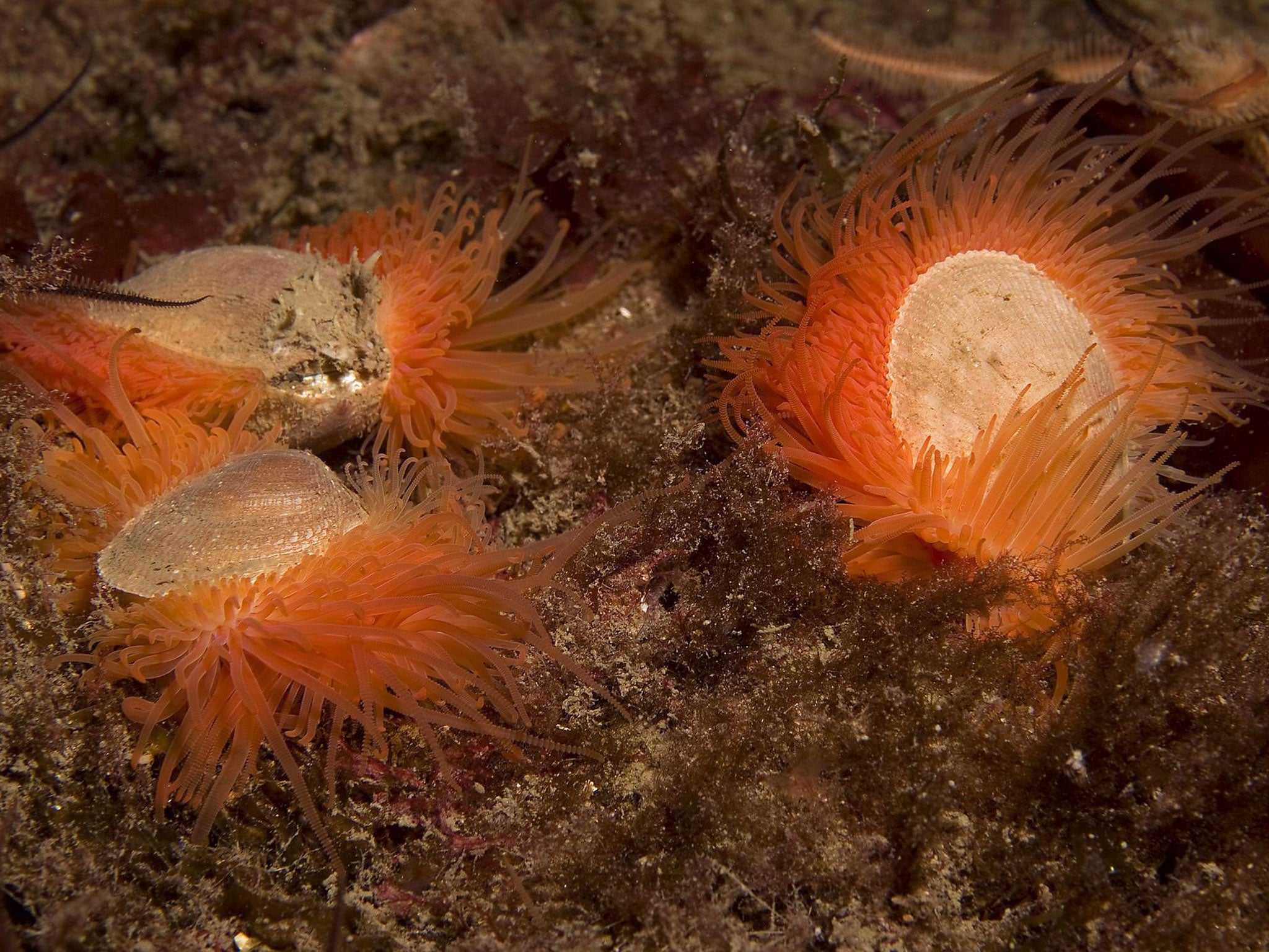 The discovery of a large shellfish reef on the west coast of the UK could be the biggest find of its kind in the world, experts believe