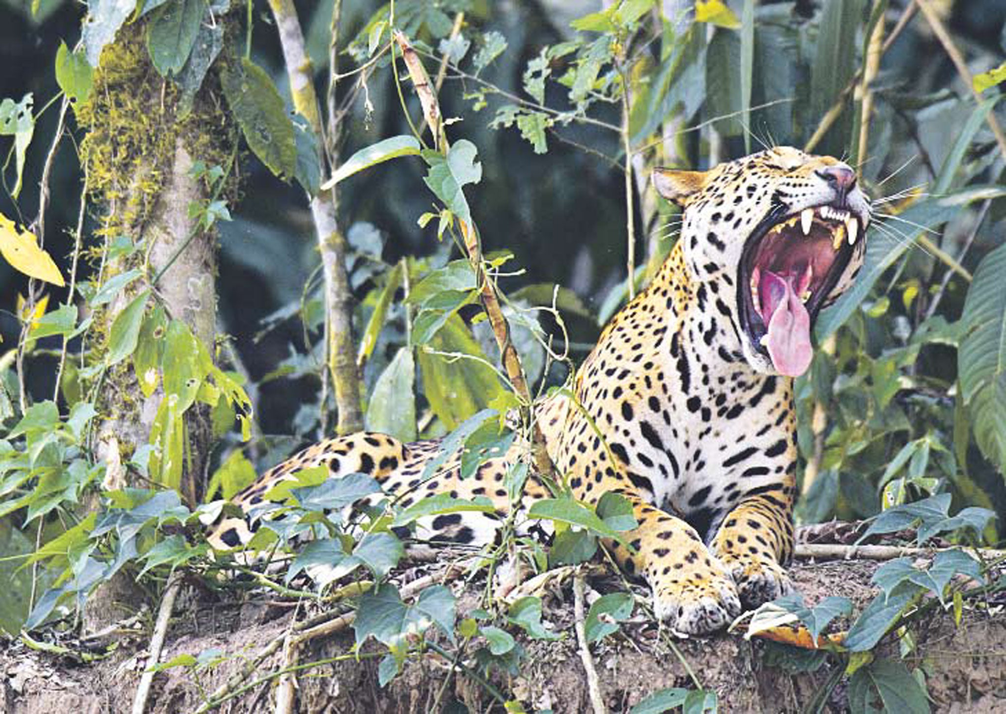 Learn to take top photos of wildlife in the Tambopata region of Peru