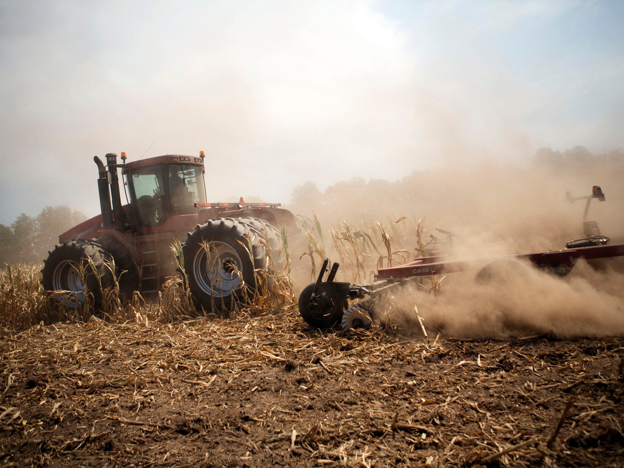 A tractor cuts down corn in a field designated as zero yield on a farm near Terre Haute, Ind., on July 31.  Bloomberg News photo by Victor Blue
