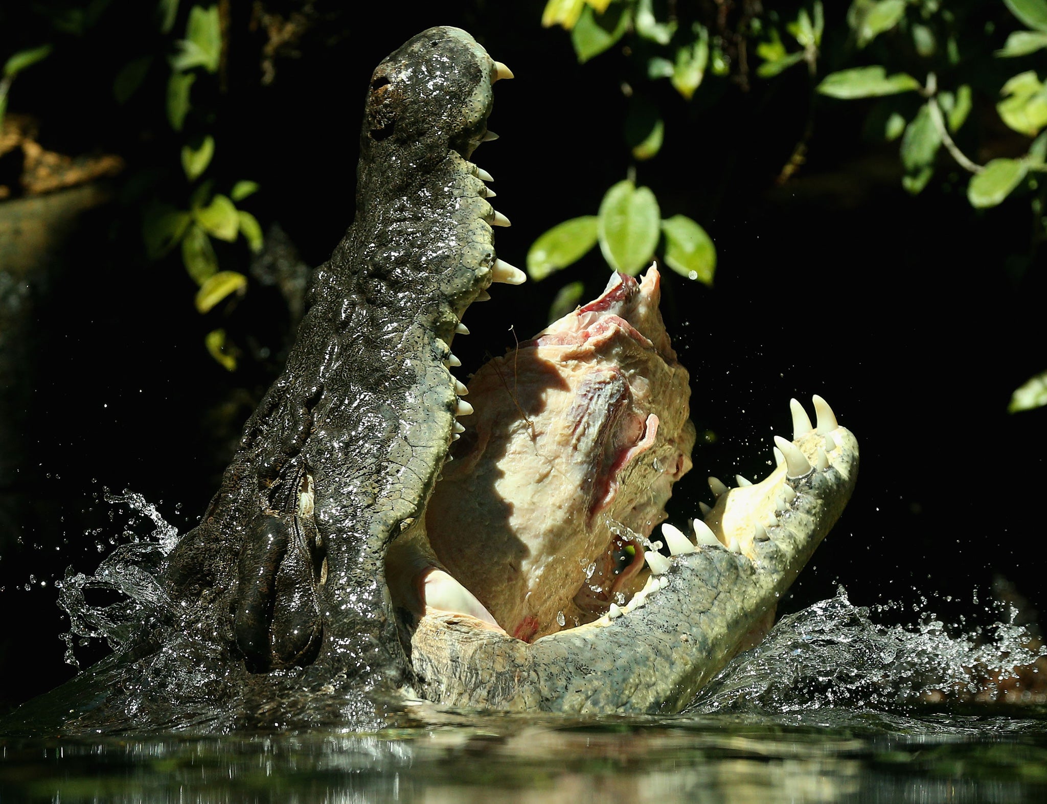 Wildlife rangers captured 314 of the estuarine crocodiles in 2012, the equivalent of more than six a week in the northernmost section of the Northern Territory