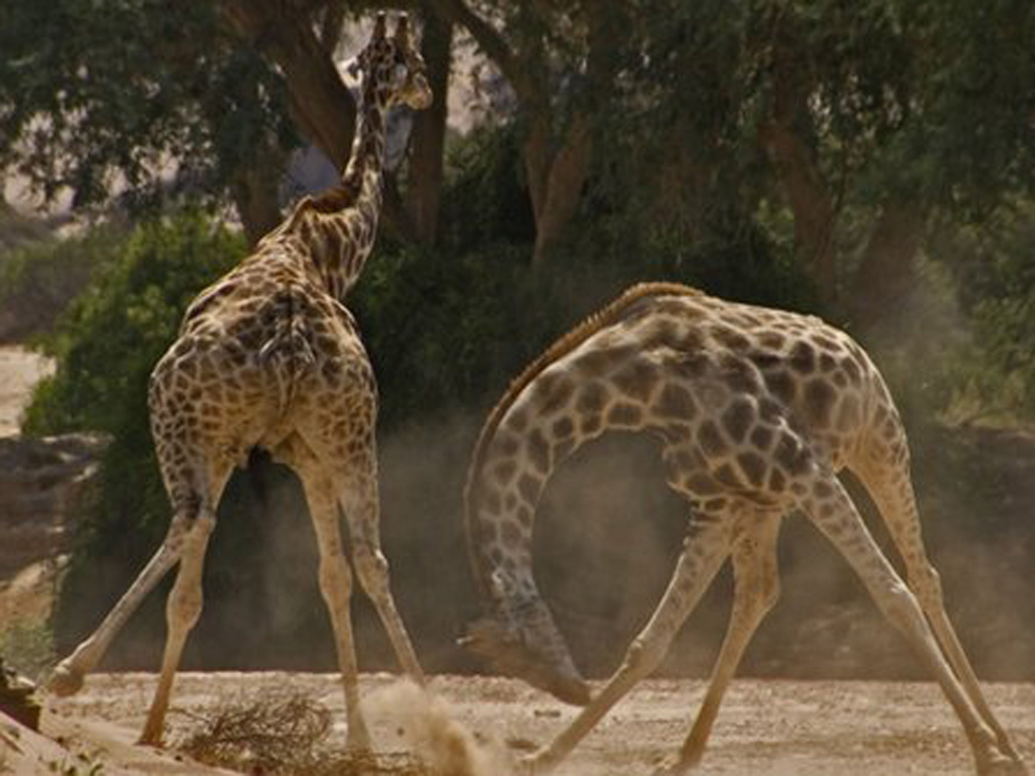 The two giraffes battle it out in the footage