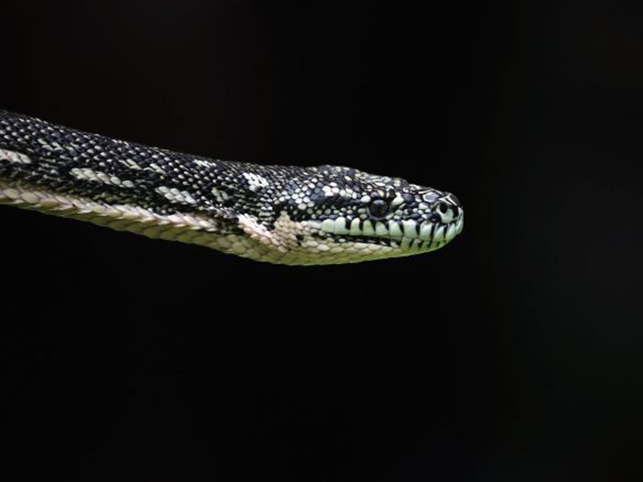 Diamond pythons usually hunt for rodents in Australia