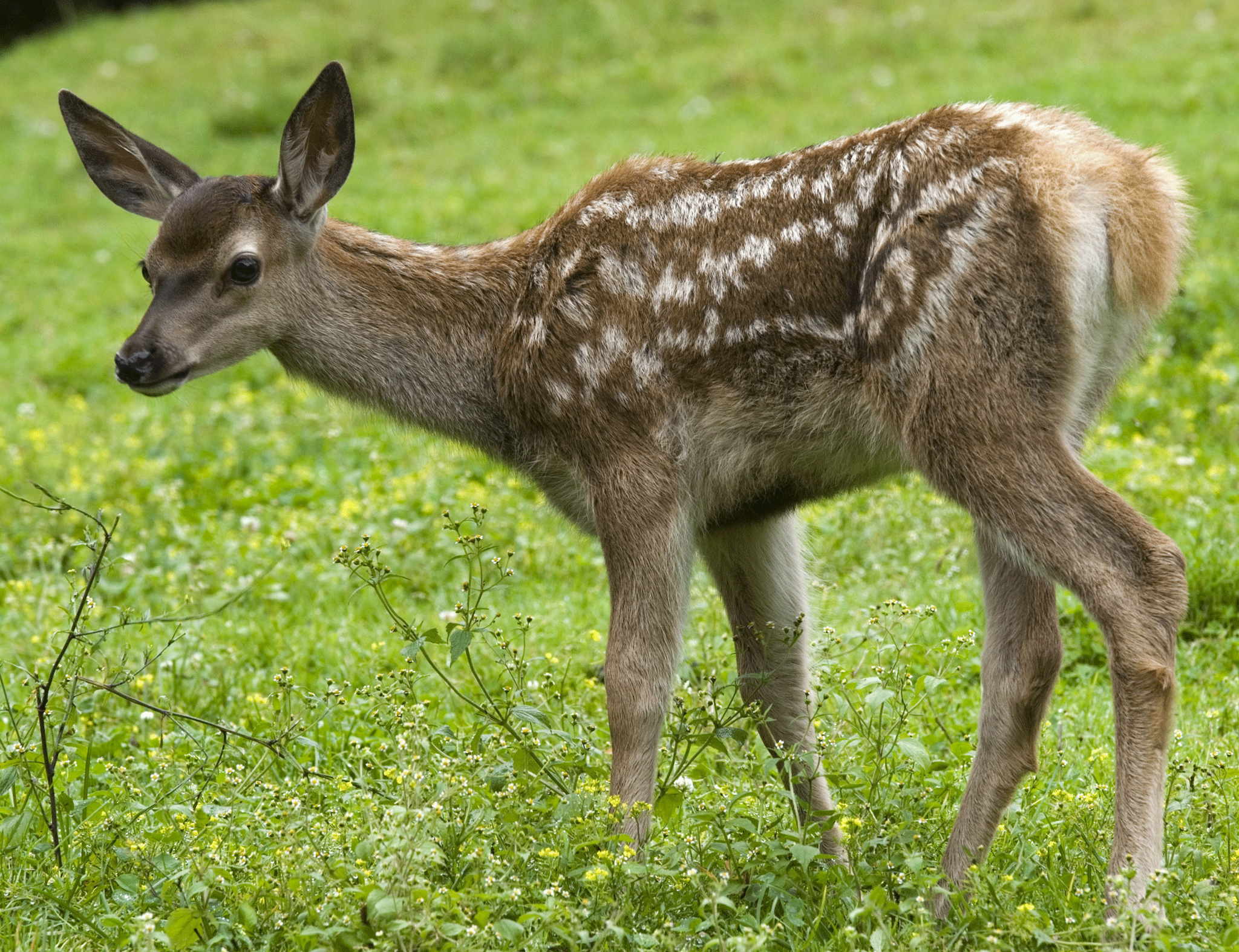 A woman had to visit hospital after a deer tried to jump over her on a busy shopping street and hit her in the face