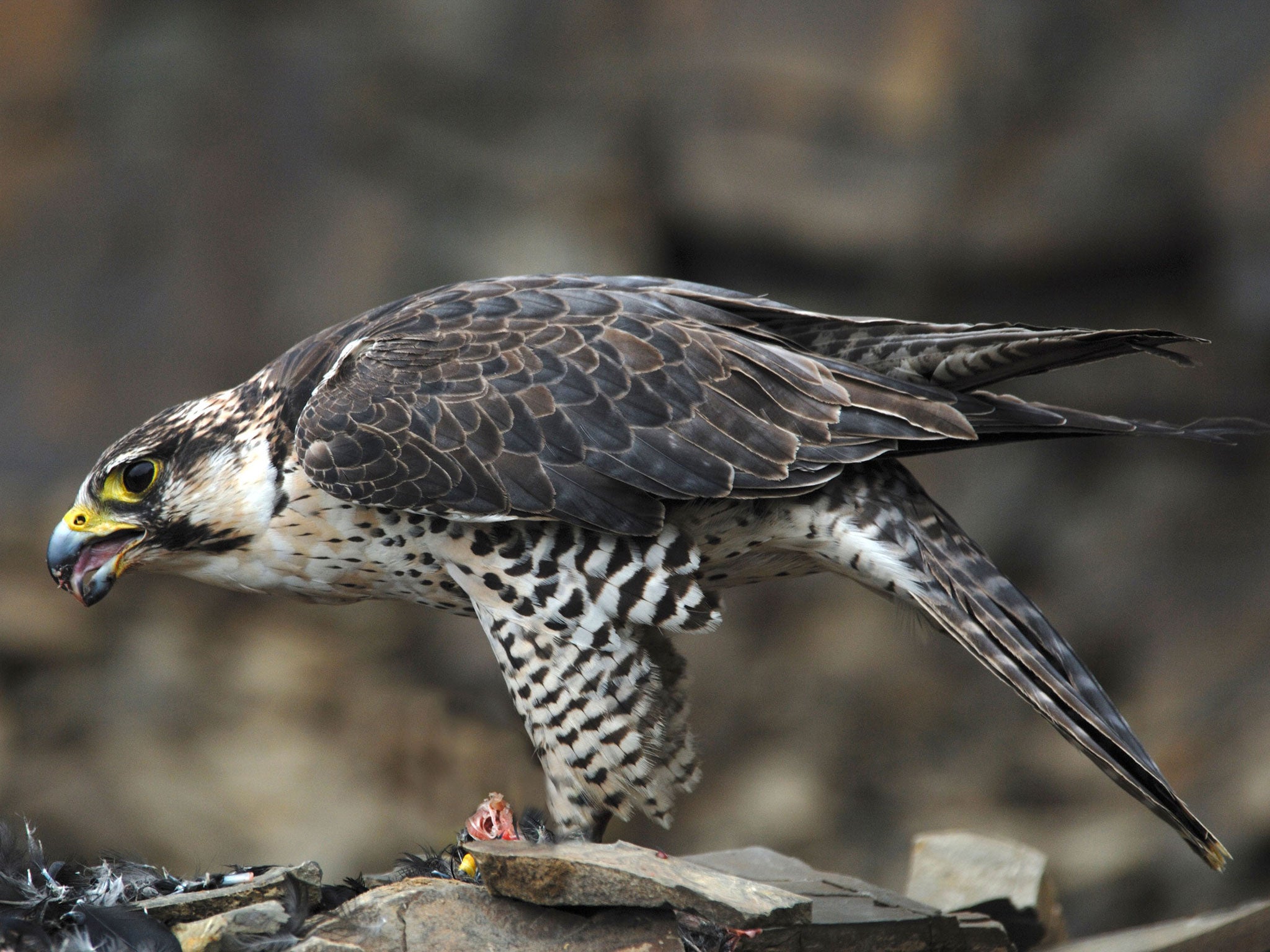 Peregrine falcons can be taken from the wild and sold for enormous sums for falconry - even though it's illegal