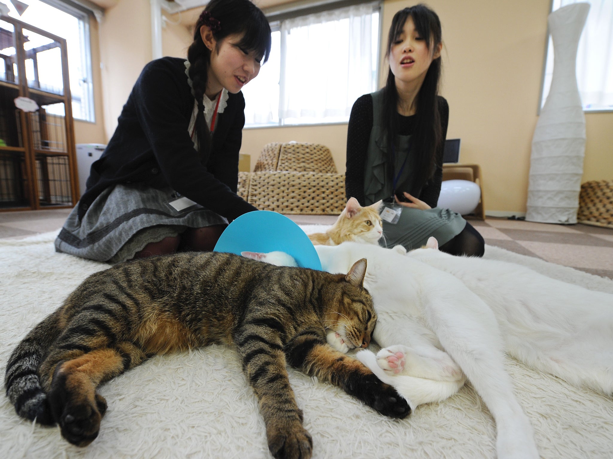 Cat-themed cafes began in Taiwan and took off a decade ago in Japan’s crowded cities