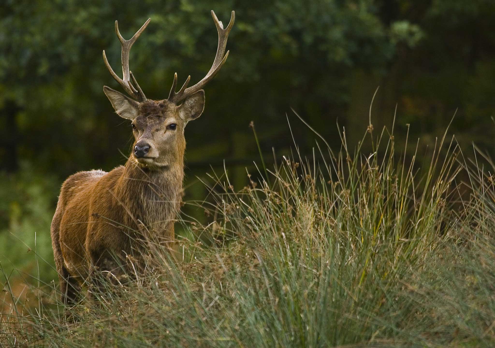 Gardeners in the countryside must contend with deer trampling their roses