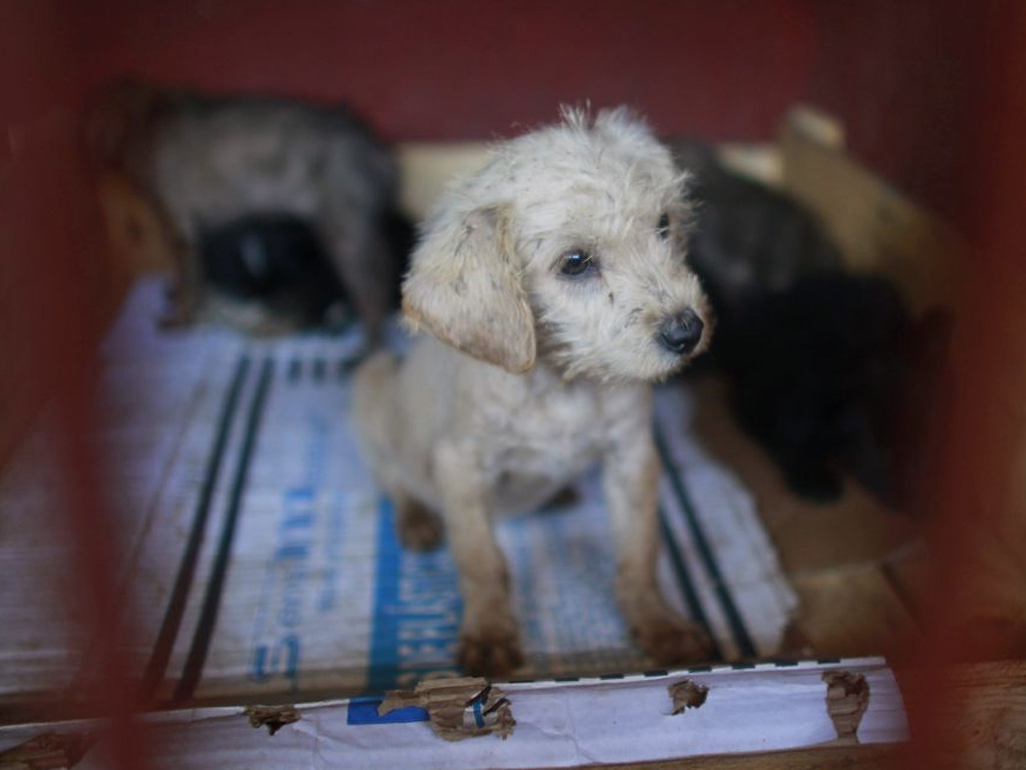 A litter of puppies that was caught near the site of fatal mauling at a dog pound in Mexico City