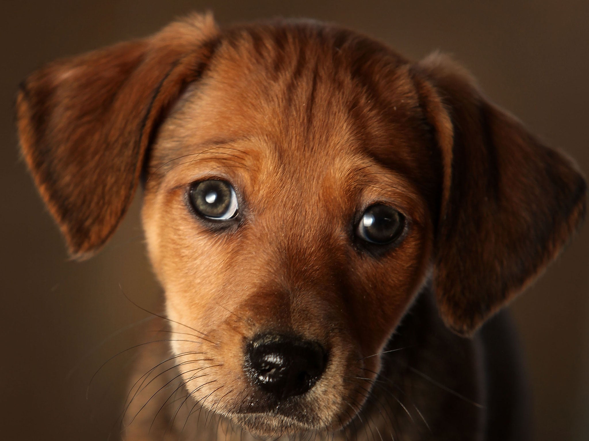 A seven week old Daschund cross puppy waits to be re-homed at the Cheshire Dogs Home on January 4, 2010 in Warrington, England.