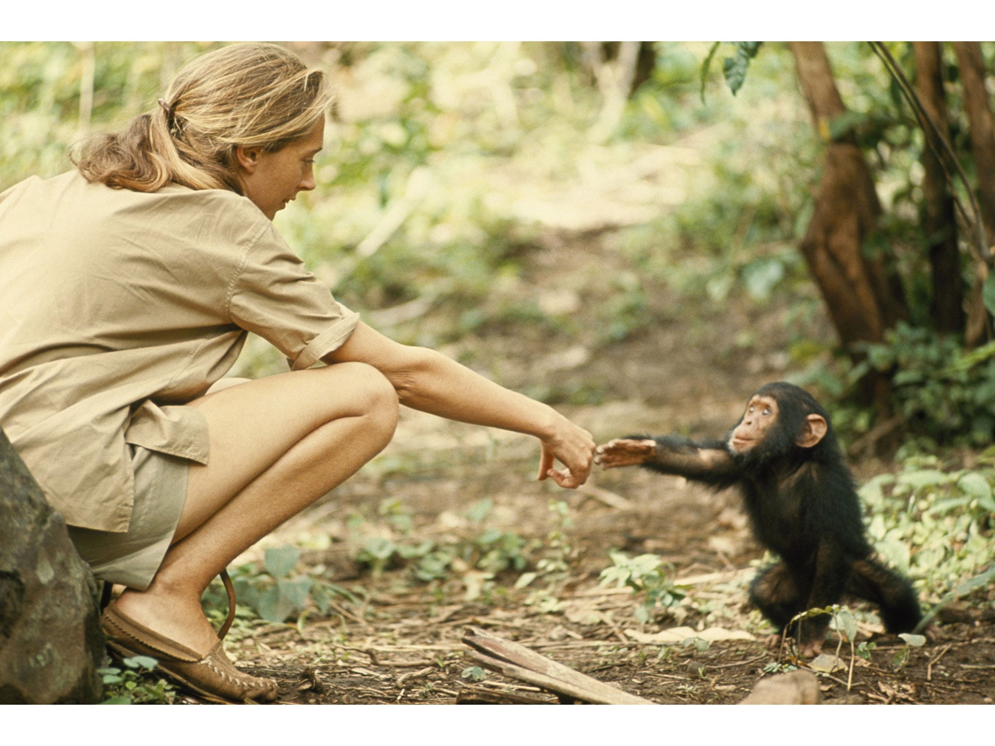 Chimps in Tanzania slowly lost their fear of Goodall