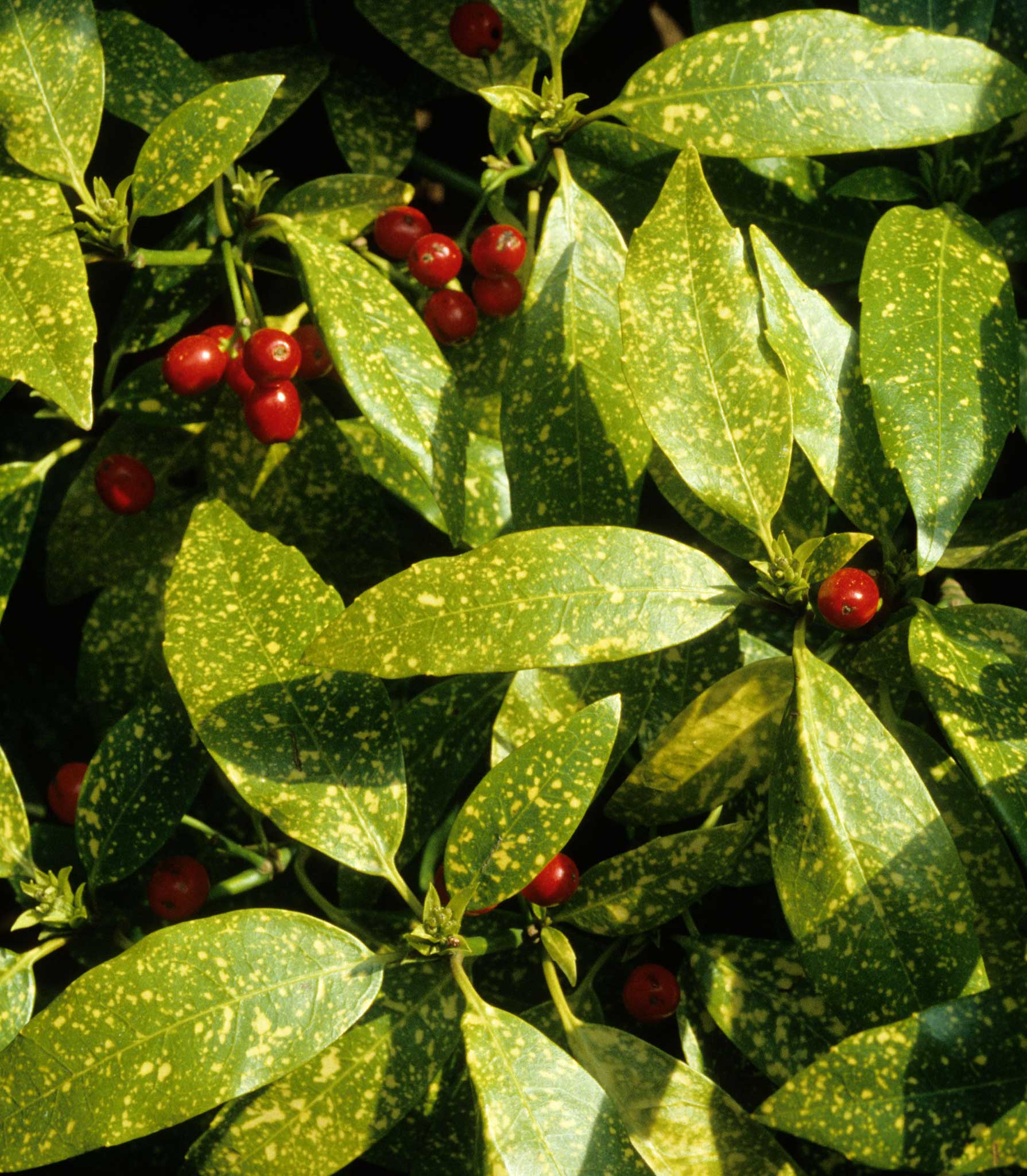 The spotty laurel, Aucuba japonica