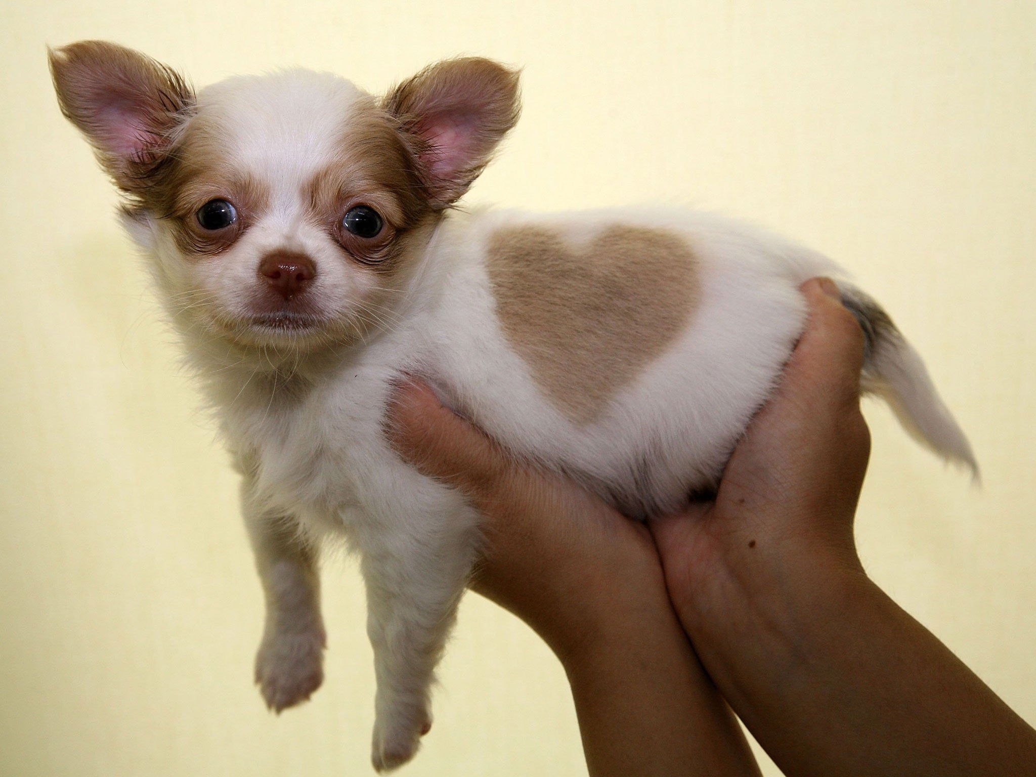 A chihuahua puppy poses at Pucchin Dog's shop on July 11, 2007 in Akita prefecture, Japan. The chihuahua was born with a perfect heart-shaped marking on his back. Shop owner Emiko Sakurada has no plans to sell the puppy, which has been named 'Heart-kun'.