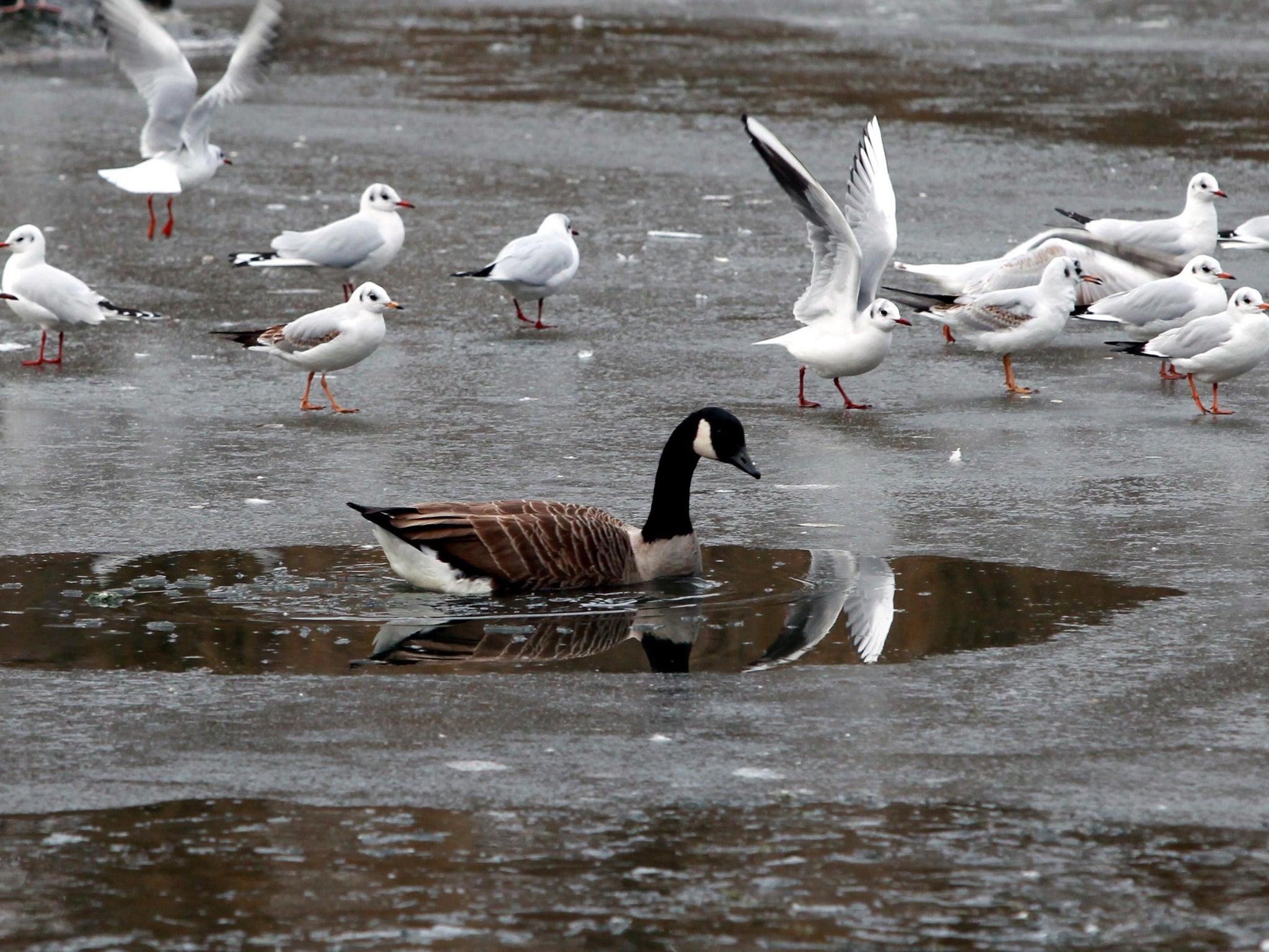 A Canada Goose finds a hole in a frozen pond ice in Redhouse Park, Birmingham