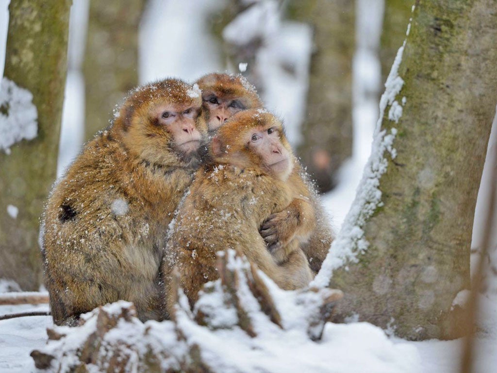 Barbary macaques cuddle in fresh snow at the zoo near Salem, Germany