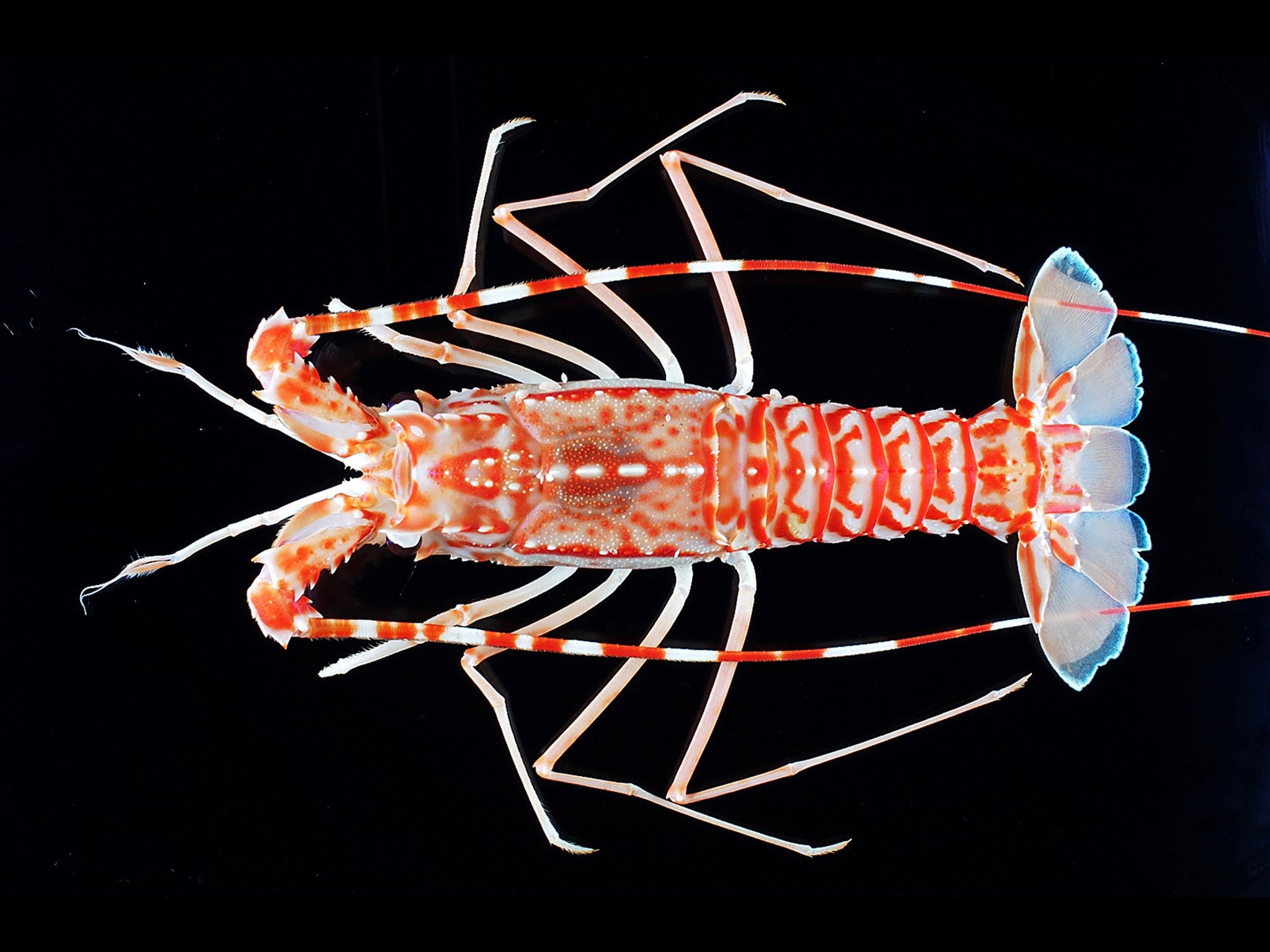 A deep-sea lobster of the genus Puerulus from the Indian Ocean which was recently discovered to be new to science. Extinction rates of animals and plants on Earth have been exaggerated, according to a team of researchers