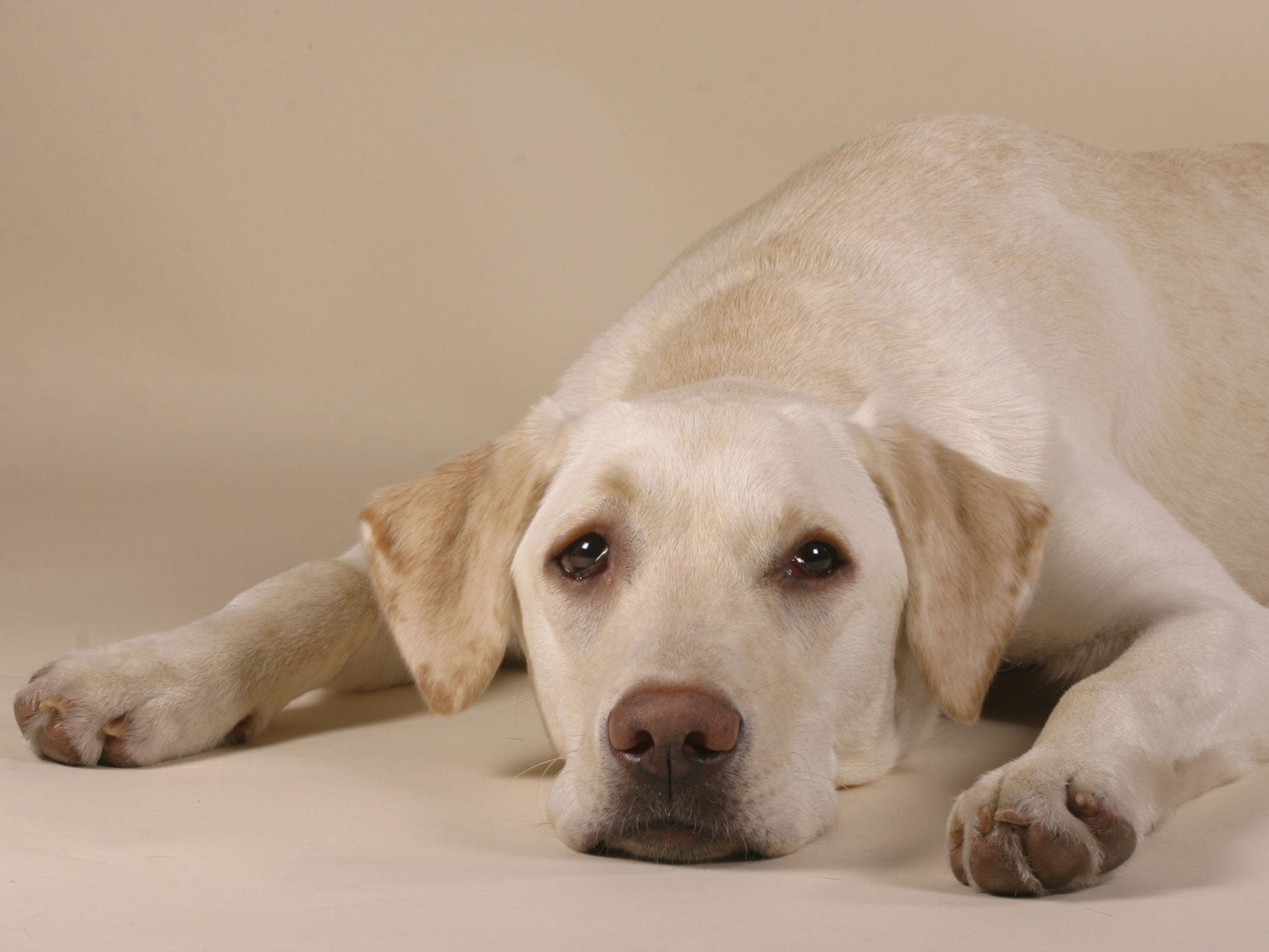 Staff reportedly said they were appalled that the dog, named Barney, was allowed into a delivery room - and that no special cleaning was undertaken following the visit.