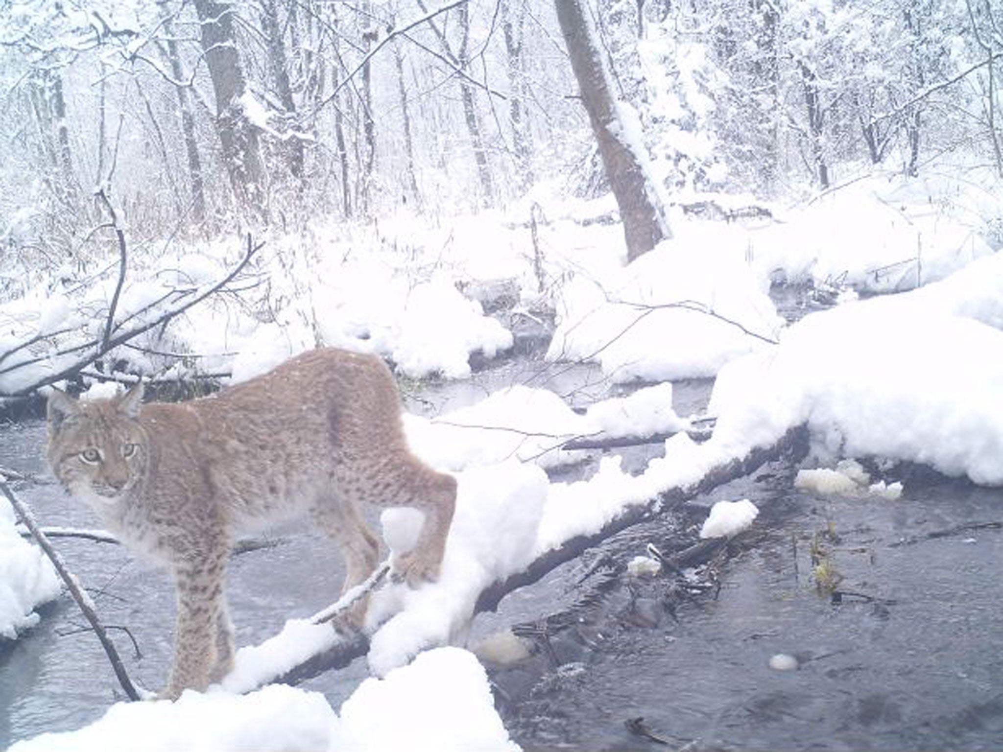 Sergei Gaschak’s photography captured a wolf, a lynx and a white-tailed eagle in the region around the nuclear plant