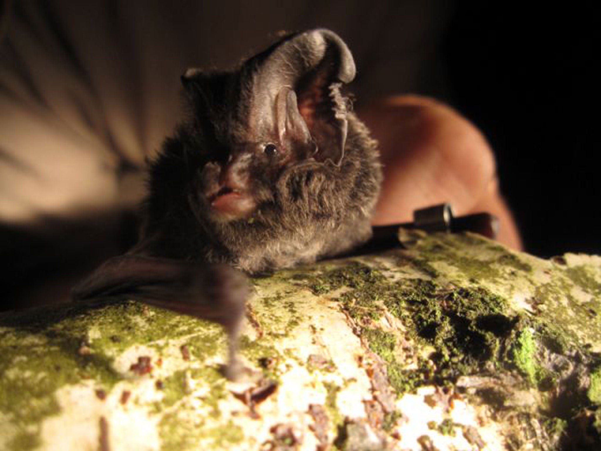 The Barbastelle bat was the first of this species found in the region in more than 50 years