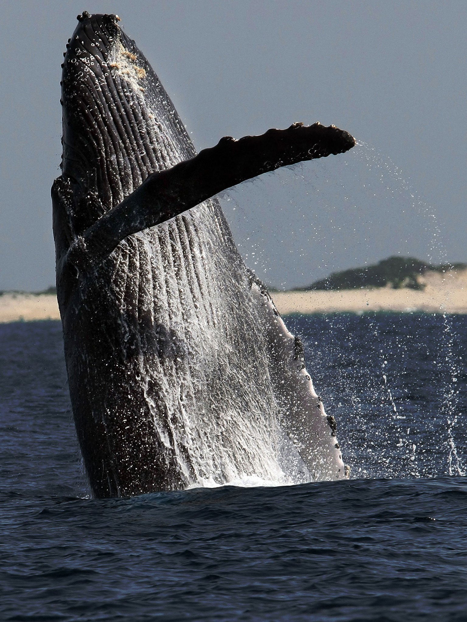 Ambergris from whales is quite rare