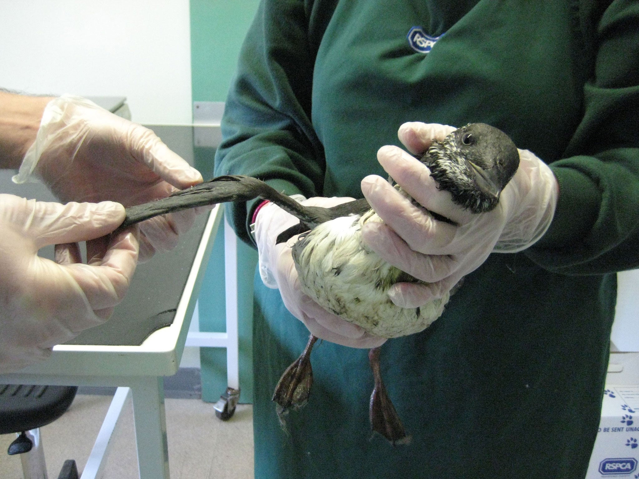 One of the hundred seabirds which were washed up on the south coast covered in an unidentified sticky white substance