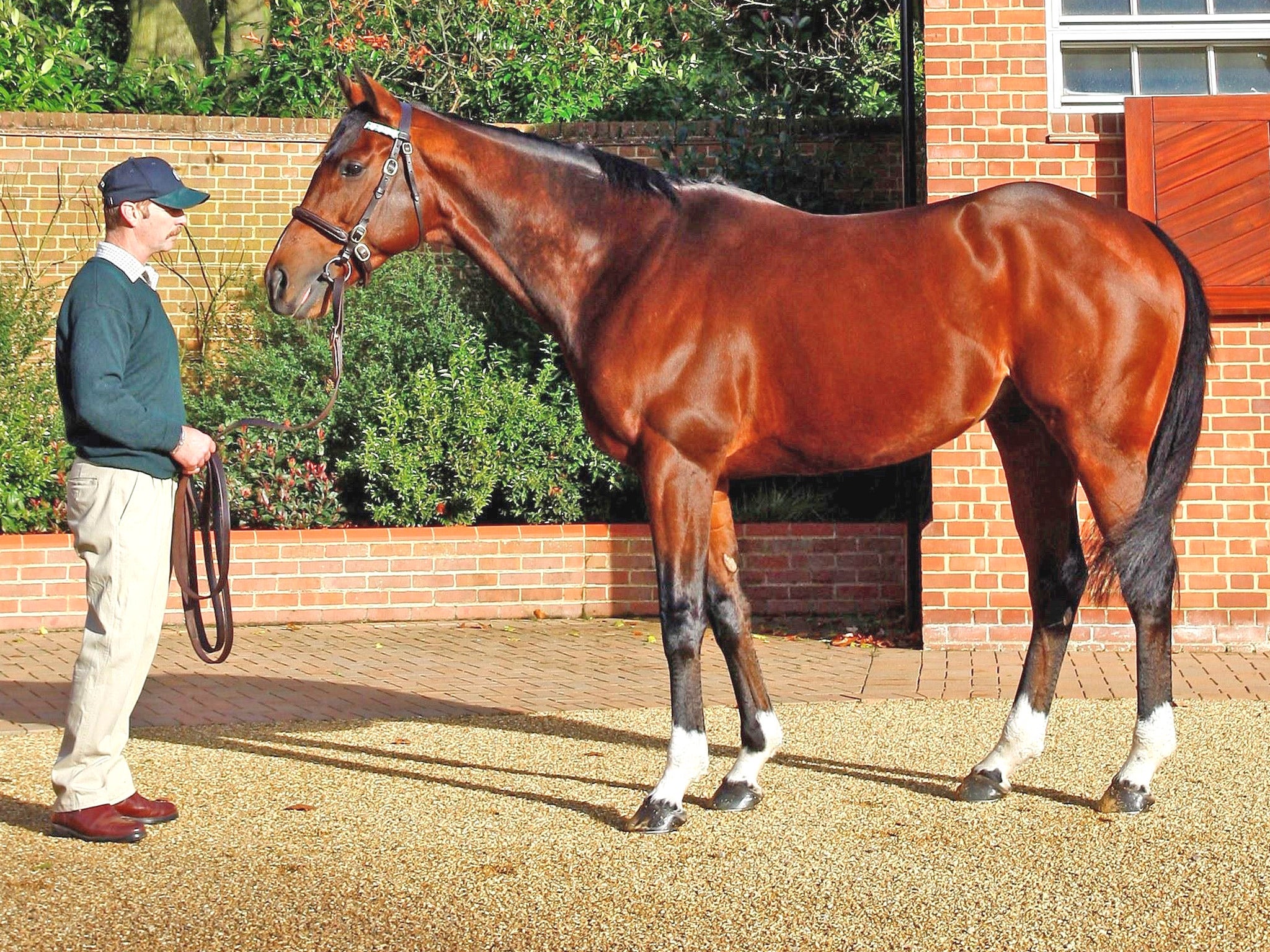 Frankel at Banstead Stud, Newmarket