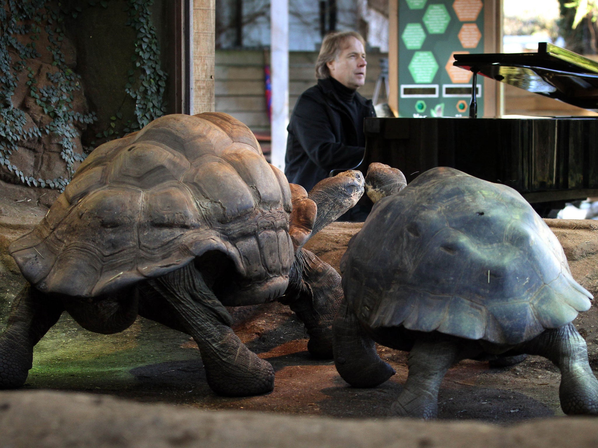 Richard Clayderman plays to the reptiles in the hope of getting them in the mood