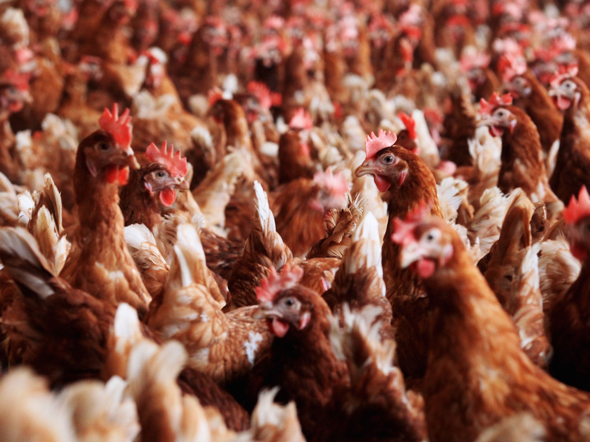 Fast food: a chicken goes from hatching to supermarket shelf in little more than a month