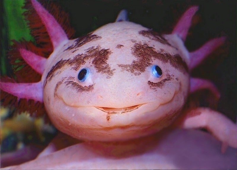 Axolotl: A salamander native to Mexico with superb regenerative capabilities