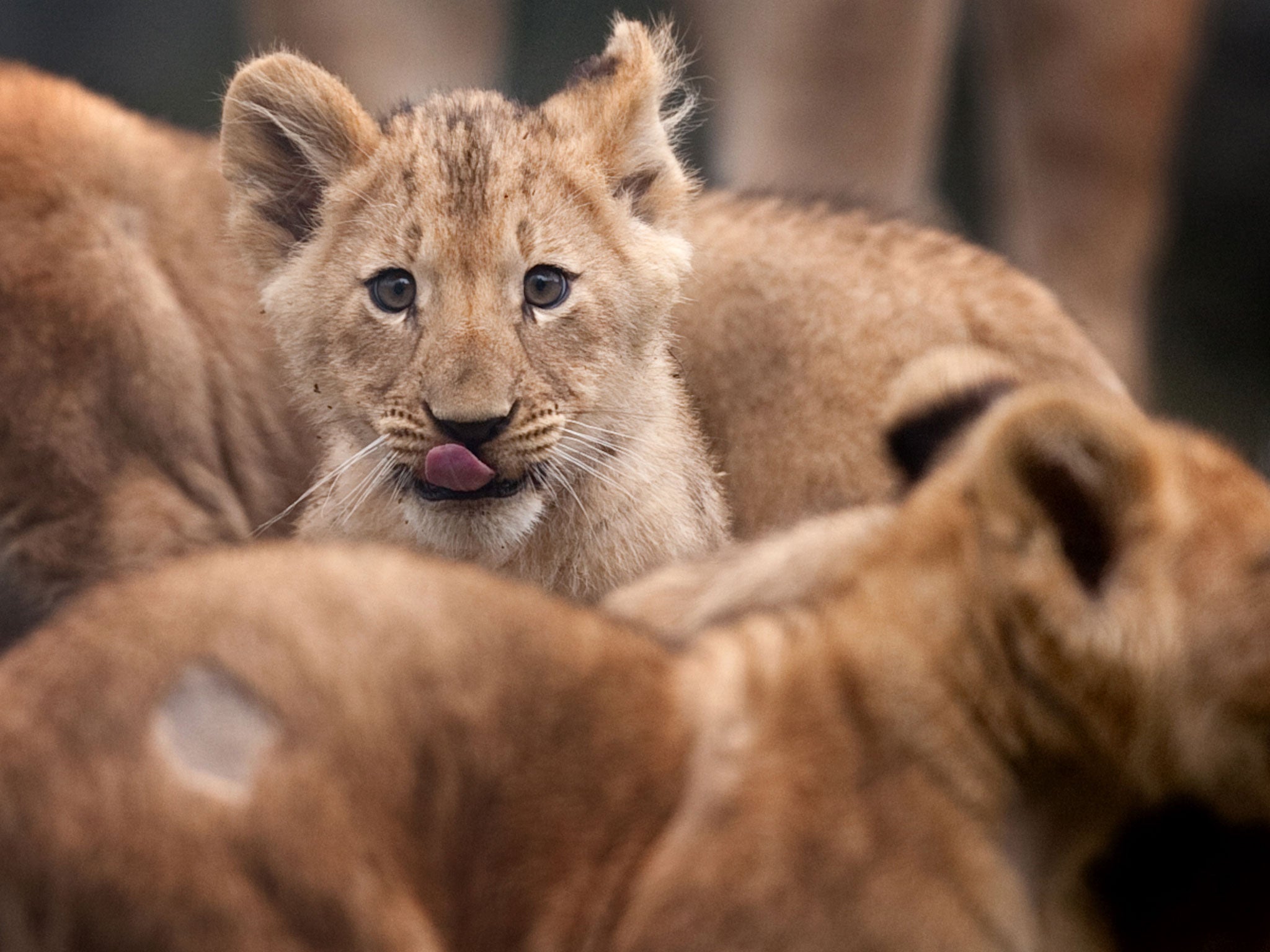 A university academic has criticised David Attenborough's wildlife shows for not featuring enough gay animals